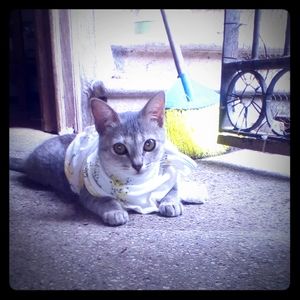 Meet your Posher, Chanti